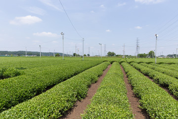 茶畑（埼玉県狭山丘陵）