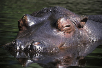 Hippo (Hippopotamus amphibius) in the Mara River, Masai Mara National Reserve, Narok County, Kenya, Africa