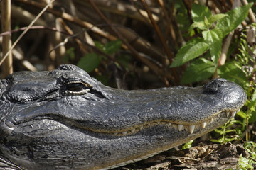 Alligator, Alligator missipipiensis, Florida