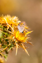 Butterfly sitting on a flower on the island of Thassos