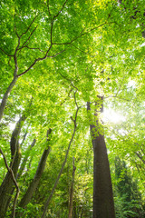 新緑の木々