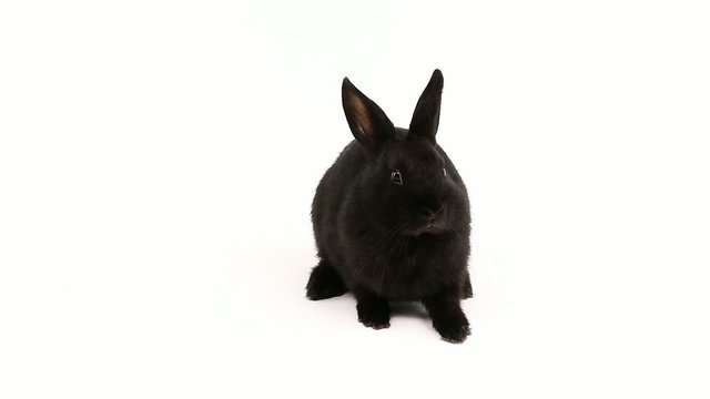 Schwarzer Hase auf weissem Hintergrund