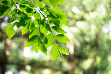 新緑の葉っぱ