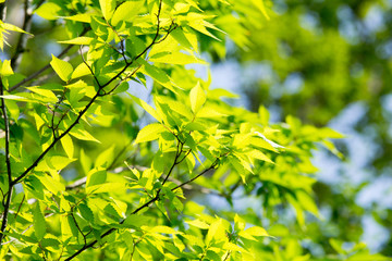 新緑の葉っぱ