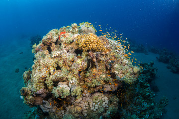 Lionfish