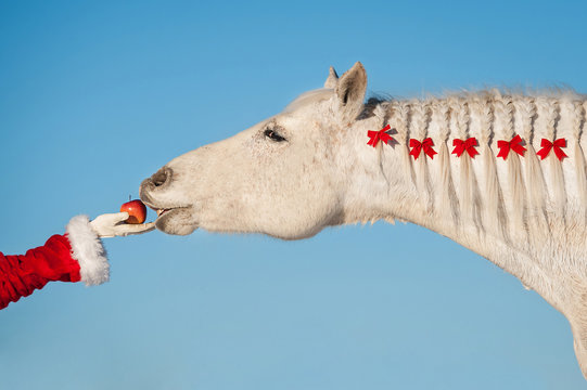 White christmas horse taking an apple from santa's hand