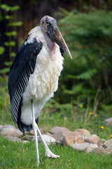 Marabu