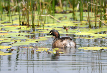 Australasia Grebe swimming in pond, Queensland, Australia