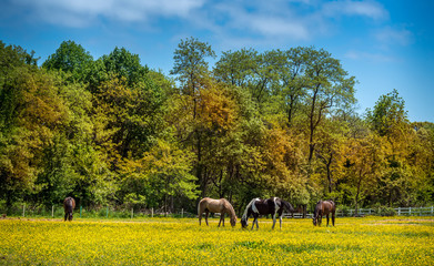 Horses grazing in a field of Buttercups on a Maryland farm
