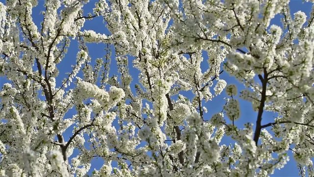 Plum Tree Flowers Spring Blossom Background