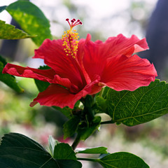 Hibiscus red flower close up single one square