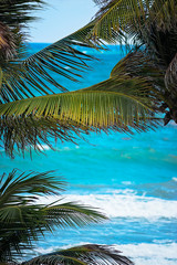 Tropical beach palm tree coconut Tobago summer wave Caribbean travel 