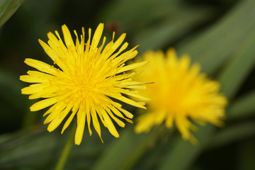 Field Sow Thistle