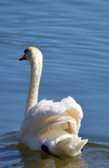 Schwan © Laís Milena Dias