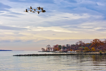 Geese flying over the Chesapeake Bay in Autumn