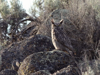 Great Horned Owl Perched on a Boulder