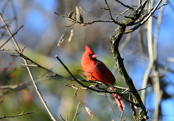 Cardinal perched in a tree