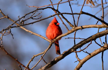 Cardinal perched in a tree