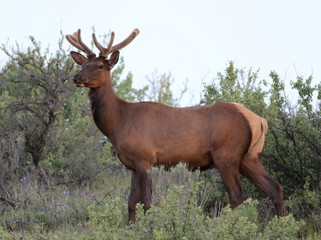 Roosevelt Elk with New Antlers and Head Up