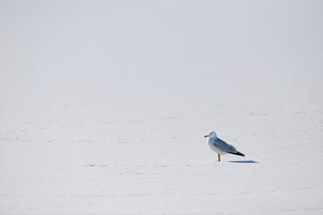 Seagull standing alone on a frozen lake in Winter