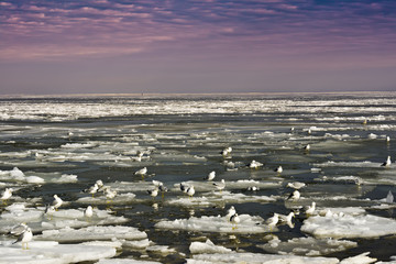 Seagulls sitting on icebergs on a frozen Chesapeake Bay in Maryland