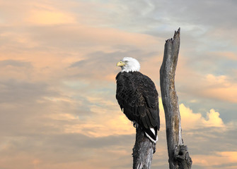 Bald Eagle perched on a tree at sunset