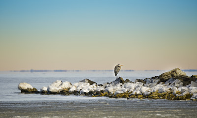 Blue Heron standing on a jetty in Winter on the Chesapeake Bay