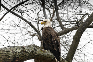 American Bald Eagle perched in a tree