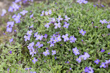 Naklejka premium Flowers.