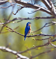 Bluebird perched in a tree in Spring