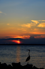 Silhouette of a Great Blue Heron watching a sunset on the Chesapeake Bay