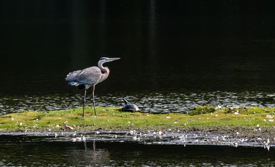Chesapeake Bay Great Blue Heron standing on a pond