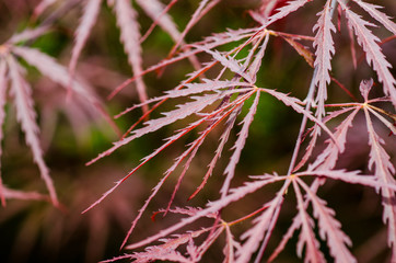 acero rosso