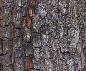 Tree bark texture