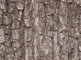 Tree bark texture