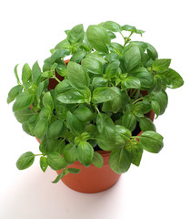Basil in a decorative pot