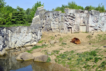 Obraz premium Schlaffender Bär