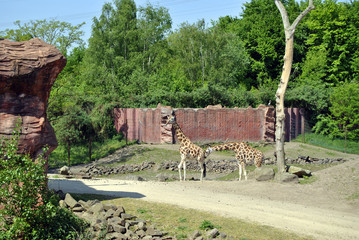 Zwei lustige Giraffen © Fleming-Design