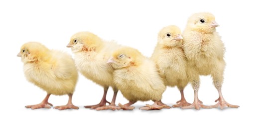 White, hat, chicken.