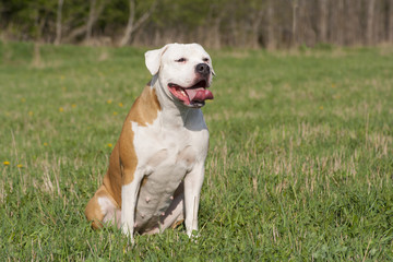 American bulldog