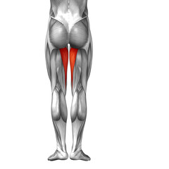 Conceptual 3D human back upper leg muscle anatomy