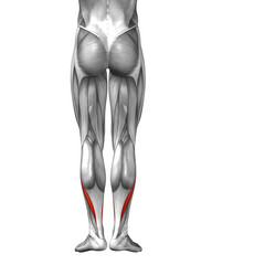 Conceptual 3D human back lower leg muscle anatomy
