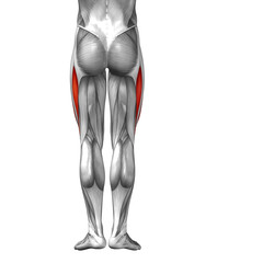 Conceptual 3D human back upper leg muscle anatomy