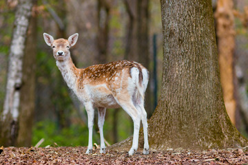 Fawn in the forest