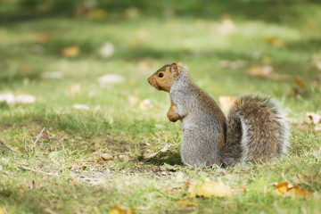 Naklejka na ściany i meble Kanadisches Eichhörnchen, stehend, aufmerksam