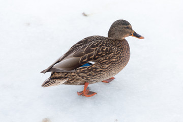 duck in the snow
