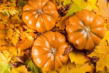 Pumpkin, Autumn, Thanksgiving.