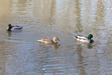 Ducks in a pond in park