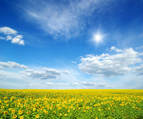 Naklejka premium field of sunflowers