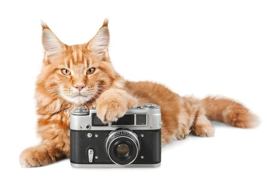 Cat, photography, photo.